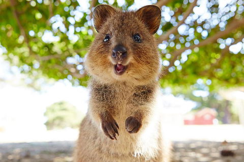 Discover Rottnest With Ferry & Bus Tour From Perth Or Fremantle - Accommodation NSW 0
