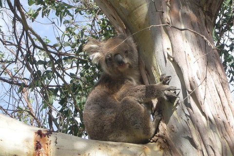 Small-Group Great Ocean Road Classic Day Tour From Melbourne - Accommodation NSW 1