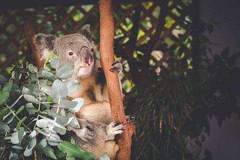Small-Group Blue Mountains Day Trip From Sydney With Wildlife Park - Accommodation NSW 2