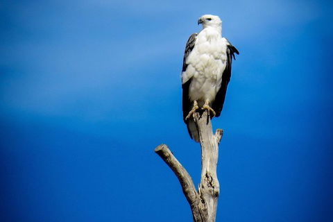 Kangaroo Island 75-Minute Ocean Safari - Accommodation NSW 0