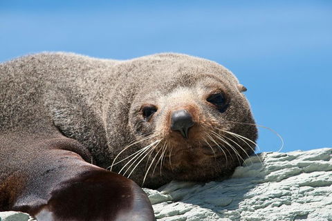 Kangaroo Island 75-Minute Ocean Safari - Accommodation NSW 1