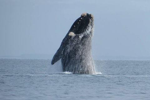 Kangaroo Island 75-Minute Ocean Safari - Accommodation NSW 2