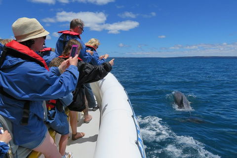 Kangaroo Island 75-Minute Ocean Safari - Accommodation NSW 3