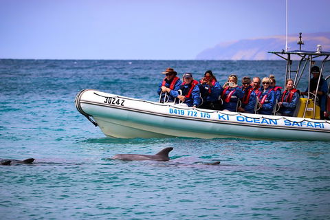 Kangaroo Island 75-Minute Ocean Safari - Accommodation NSW 4