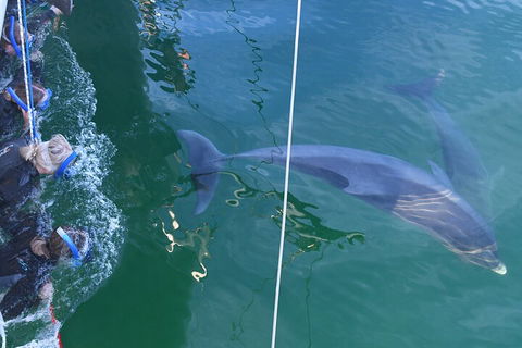 Dolphin Cruise From Adelaide With Optional Dolphin Swim - Accommodation NSW 0
