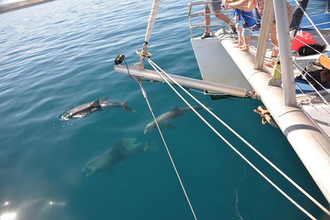 Dolphin Cruise From Adelaide With Optional Dolphin Swim - Accommodation NSW 1
