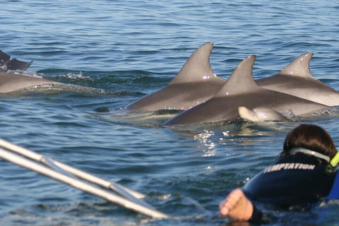 Dolphin Cruise From Adelaide With Optional Dolphin Swim - Accommodation NSW 2