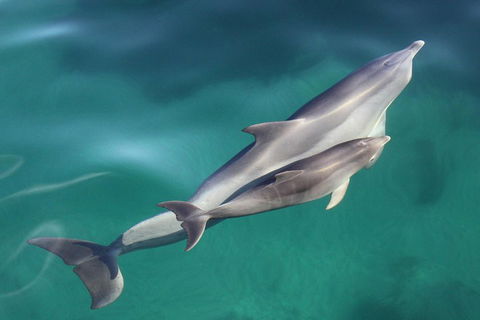 Dolphin Cruise From Adelaide With Optional Dolphin Swim - Accommodation NSW 4