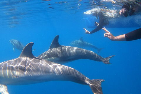 Dolphin Cruise From Adelaide With Optional Dolphin Swim - Accommodation NSW 5