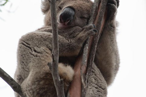 2-Day Kangaroo Island 4WD Small-Group Tour From Adelaide - Accommodation NSW 0