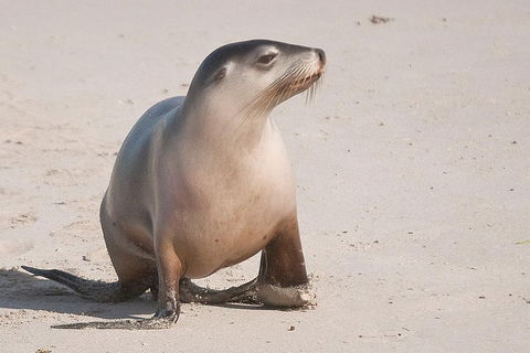 2-Day Kangaroo Island 4WD Small-Group Tour From Adelaide - Accommodation NSW 4