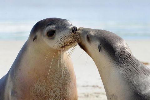 2 Day Ultimate Kangaroo Island With Return Ferry - Accommodation NSW 2