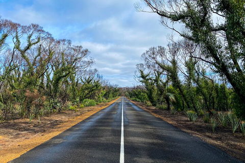 2 Day Ultimate Kangaroo Island With Return Ferry - Accommodation NSW 4