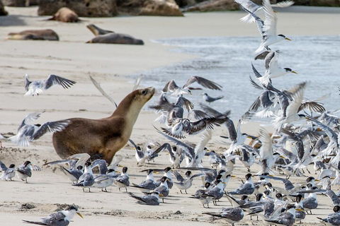 Full-Day Kangaroo Island Experience Departing From Kangaroo Island - Accommodation NSW 1