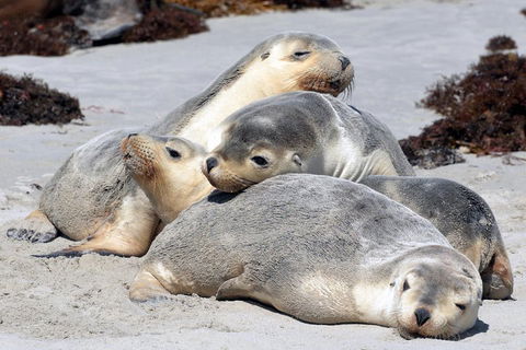 Small-Group Kangaroo Island 4WD Tour From Adelaide - Accommodation NSW 1