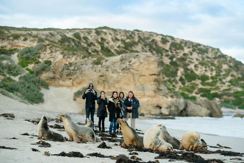 Small-Group Kangaroo Island 4WD Tour From Adelaide - Accommodation NSW 4