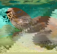 Cairns Aquarium Marine Life Encounter Ticket with 2-Course Lunch - Accommodation NSW