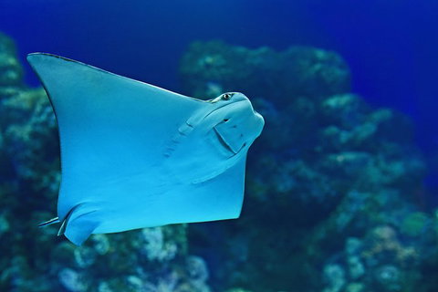 Cairns Aquarium Family Ticket - Accommodation NSW 0