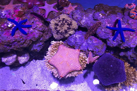 Cairns Aquarium Family Ticket - Accommodation NSW 1