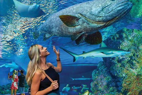 Cairns Aquarium Family Ticket - Accommodation NSW 3