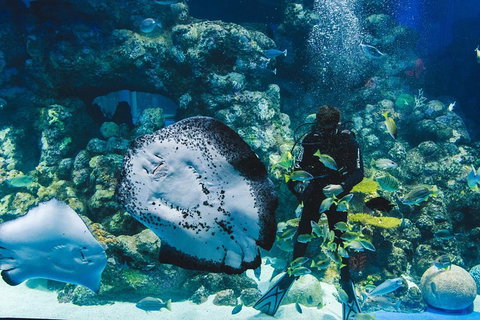 Cairns Aquarium Family Ticket - Accommodation NSW 4