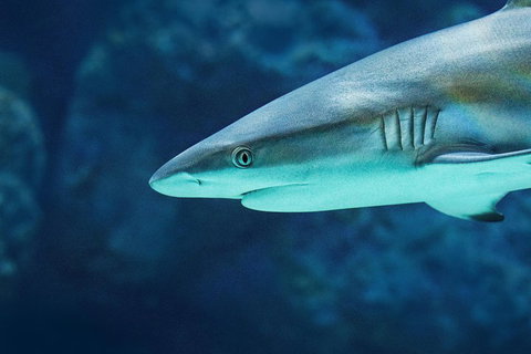 Cairns Aquarium Family Ticket - Accommodation NSW 5