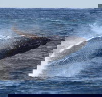Whale Watching by Sea World Cruises - Accommodation NSW
