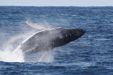 Whale Watching By Sea World Cruises - Accommodation NSW 0