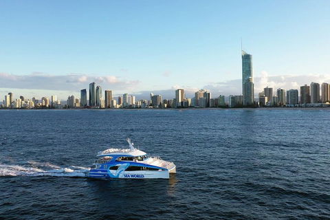 Whale Watching By Sea World Cruises - Accommodation NSW 1