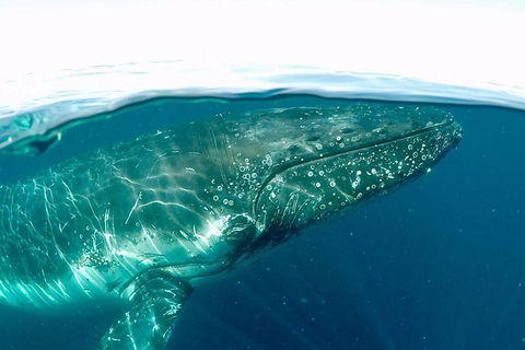 Whale Watching By Sea World Cruises - Accommodation NSW 2