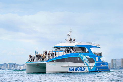 Whale Watching By Sea World Cruises - Accommodation NSW 3