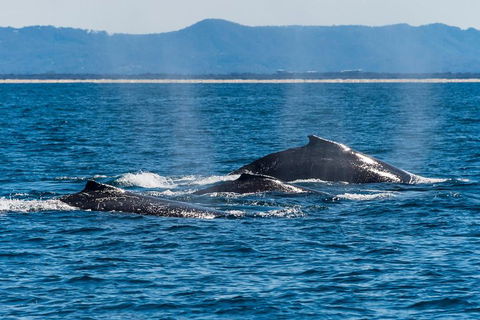 Whale Watching By Sea World Cruises - Accommodation NSW 4
