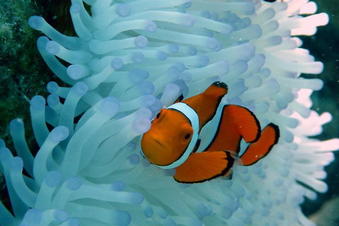 Seastar Luxury Outer Great Barrier Reef Island And Reef Tour From Cairns - Accommodation NSW 0