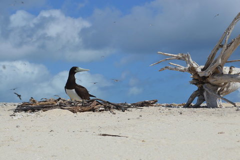 Seastar Luxury Outer Great Barrier Reef Island And Reef Tour From Cairns - Accommodation NSW 1