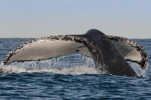 Sydney Whale-Watching Cruise Including Lunch Or Breakfast - Accommodation NSW 0