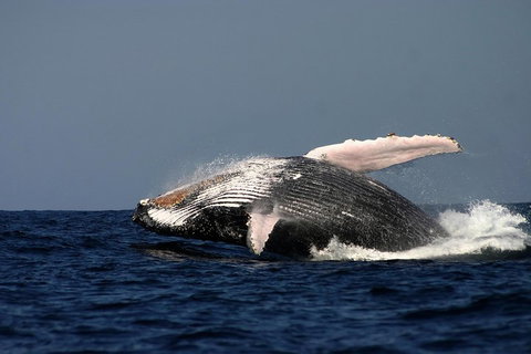 Sydney Whale-Watching Cruise Including Lunch Or Breakfast - Accommodation NSW 1