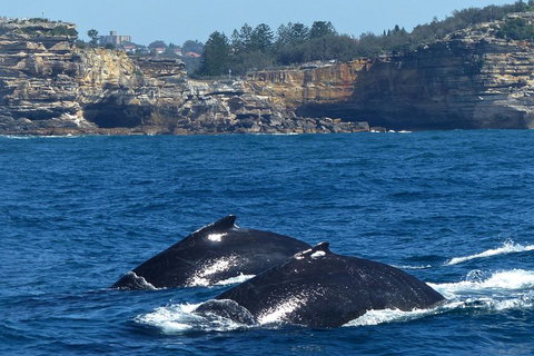 Sydney Whale-Watching Cruise Including Lunch Or Breakfast - Accommodation NSW 2