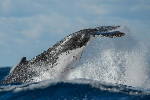 Sydney Whale-Watching Cruise Including Lunch Or Breakfast - Accommodation NSW 4