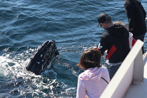 Sydney Whale-Watching Cruise Including Lunch Or Breakfast - Accommodation NSW 5