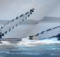 Hervey Bay Whale Watching Cruise - Accommodation NSW