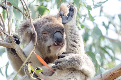 Great Ocean Road Reverse Itinerary With 12 Apostles From Melbourne - Accommodation NSW 1