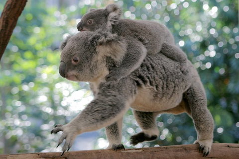 Lone Pine Koala Sanctuary Admission With Brisbane River Cruise - Accommodation NSW 0