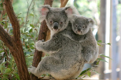 Lone Pine Koala Sanctuary Admission With Brisbane River Cruise - Accommodation NSW 3