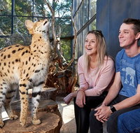 African Cat Encounter at Werribee Open Range Zoo - Accommodation NSW