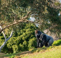 Early Morning Savannah Experience - Accommodation NSW