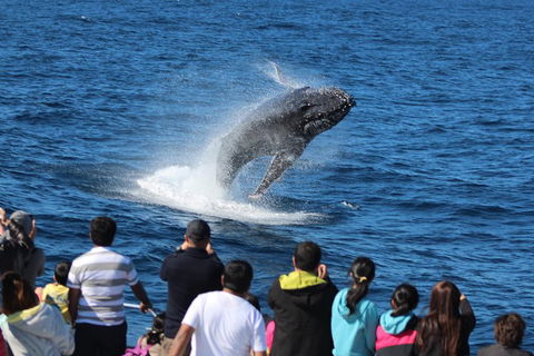 Tangalooma Island Resort Whale Watching Day Cruise - Accommodation NSW 0