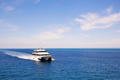 Tangalooma Island Resort Whale Watching Day Cruise - Accommodation NSW 5