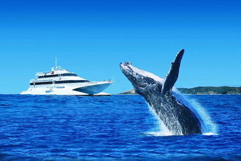 Tangalooma Island Resort Whale Watching Day Cruise With Dolphin Viewing - Accommodation NSW 2
