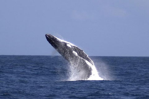 Tangalooma Island Resort Whale Watching Day Cruise With Dolphin Viewing - Accommodation NSW 4