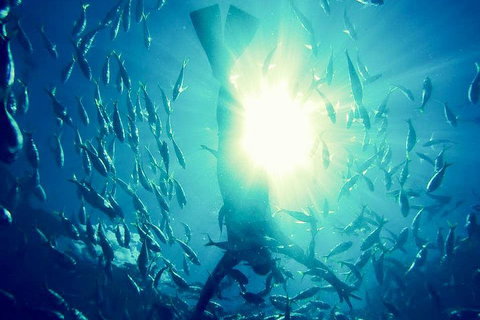 2-Day Whitsundays Sailing Adventure: SV Whitehaven - Accommodation NSW 1